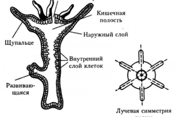 Пользователь не найден кракен
