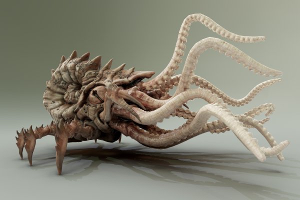 Kraken 20at